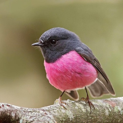 catsuggest:indigodreams:Little Pink Robinbirddetectiveshe solve birb crimes. wears pink but still se