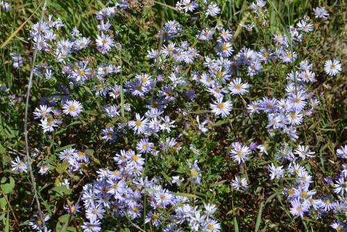 Scenes along the Alpine Loop Road on Mt. Timpanogos, Utah. Photo credit Steve Hegji. Aster ascendens on top, Viguiera multiflora on the bottom. This road is great for fall color, so get out there!