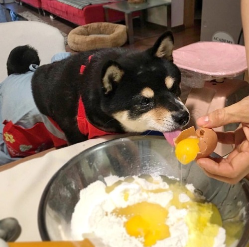 mustardtigress:shiba sam puts on her apron to help bake her sister’s birthday cakeThe implications o