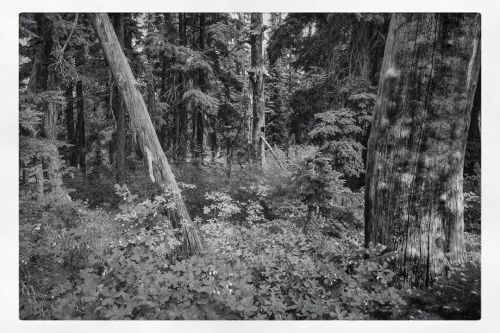 Found an old Martin Trap. . . . #forest #trapping #montana #landscapephotography #blackandwhitephoto