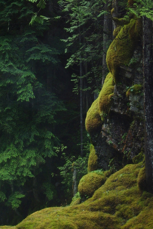 Cemetrees