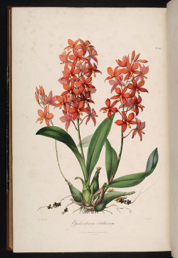 wapiti3:  Sertum orchidaceum:a wreath of the most beautiful orchidaceous flowers on Flickr.Via Flickr: By Lindley, John Publication info London, J. Ridgway, 1838. BHL Collections: Missouri Botanical Garden’s Rare Books Collection