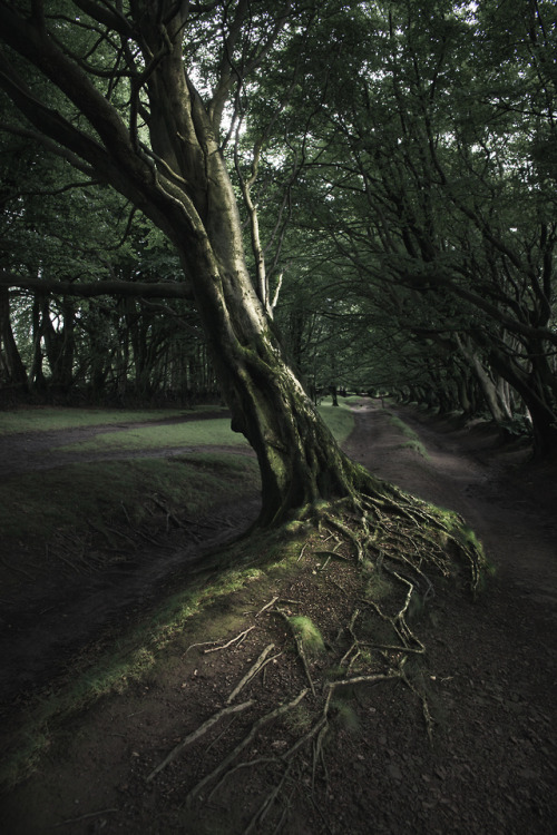 freddieardley - Portraits of Windward Trees - Somerset, UKBy...