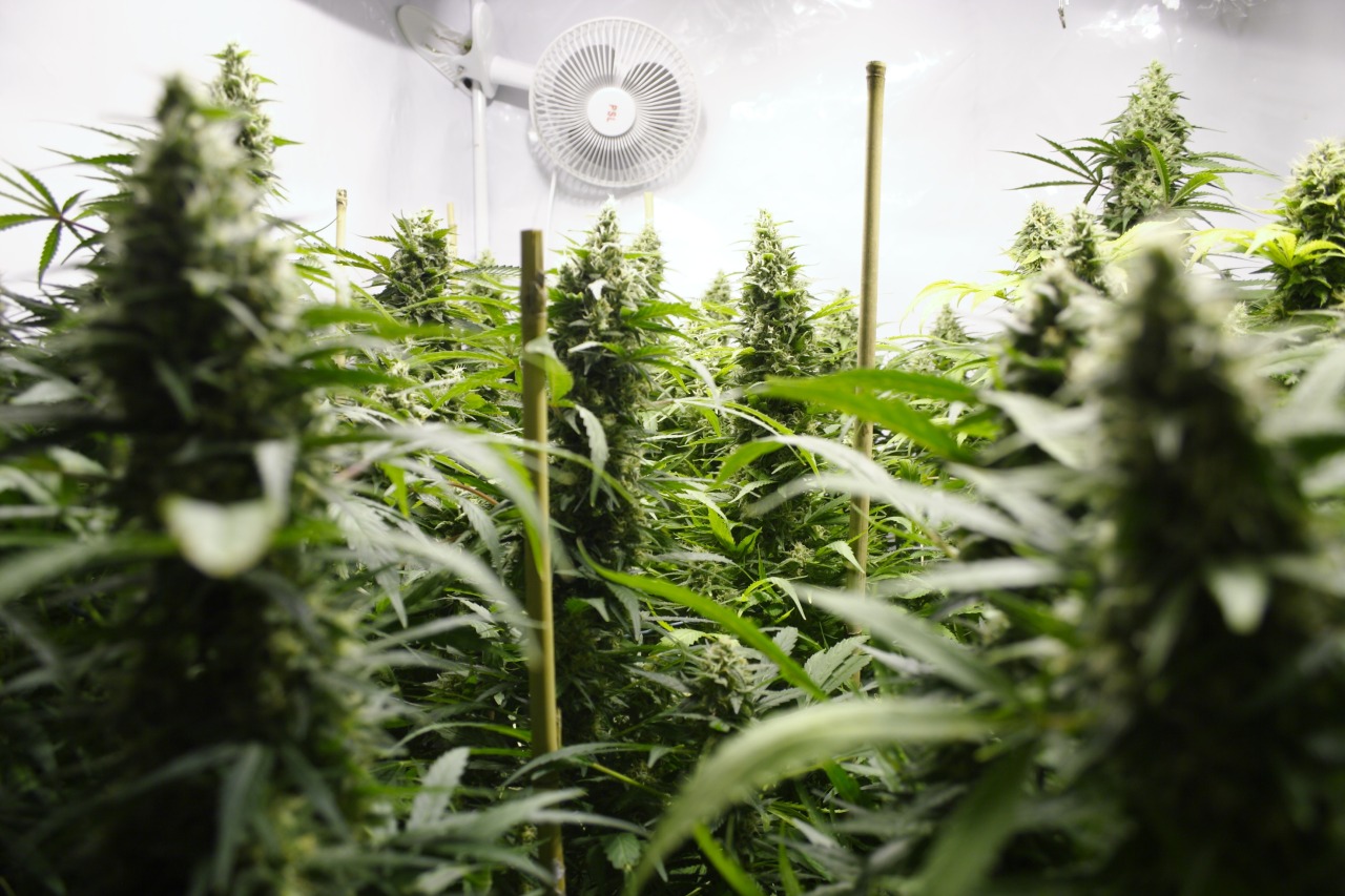 westcoaststoner420:  bliste:  AK47.  