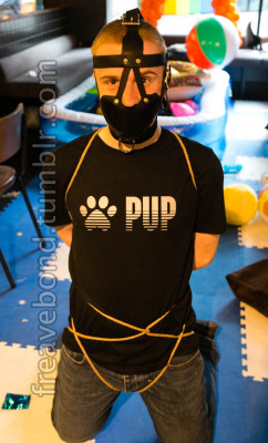 freavebond:After Pride I found some cute pups to hogtie