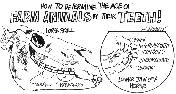 Homesteader’s Guide to Farm Animal Dentistry: Estimating Age by Reading Teeth Proper masticati