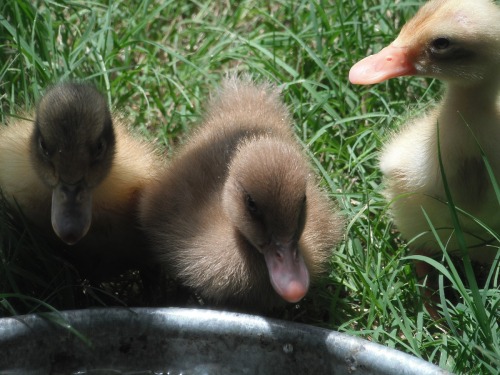 hypnochicken-achickenblog:throwback thursday duckling edition (part 1 of 3)