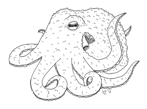 Made a little eight-armed friend over the course of three days - first octopus I drew without strict