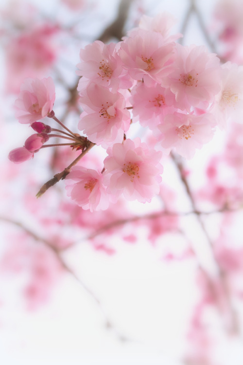 archangvl:Sakura | Lafugue Logos