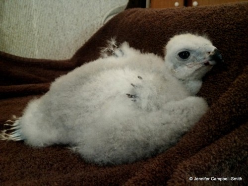This is my friend’s new baby (eyass) northern goshawk (Accipiter gentilis).  He is a captive b