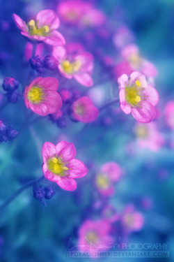 blooms-and-shrooms:  in your embrace by ivadesign