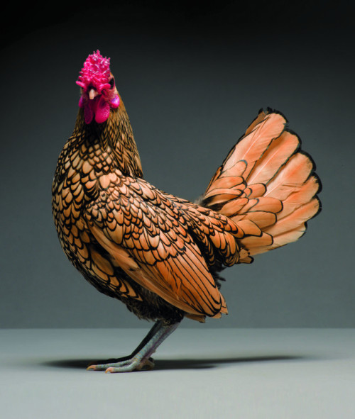 tinysaurus-rex:itscolossal:Dazzling Chickens Strut for the Camera in a New Photo Book by Moreno Mont