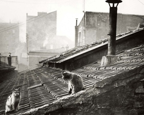 last-picture-show: Edouard Boubat, Cats on a Roof, Paris, 1947