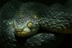 exotic-venom:(Atheris squamigera) variable bush viper