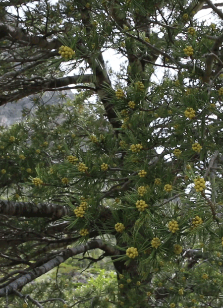 rivermusic:  Deeply Rooted but Free: gif by rivermusic, June 2016