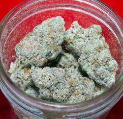 bluntrollerandsmoker:  Organic Purple Punch