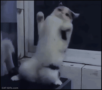 catsdogsgifs:  http://catsdogsgifs.tumblr.com/
