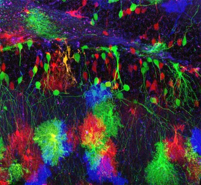 neurosciencestuff:  BrainBow is a technique where cells are made to express several