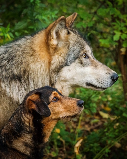 Source Wolf and dog from the Wolf Science Center in Vienna.