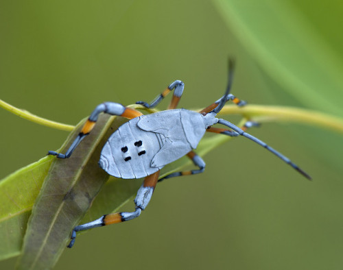 onenicebugperday: via Brisbane City Council