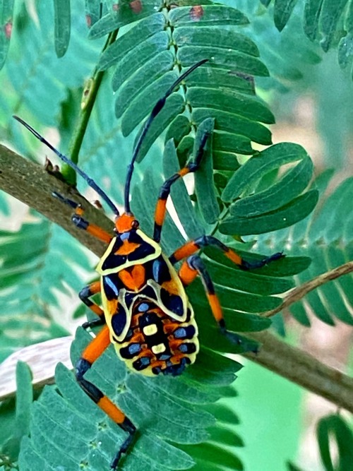 onenicebugperday:Leaf-footed bug nymphs in the genus PachylisFound throughout Mexico, Central Americ