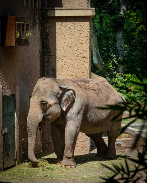 In this picture from the Giardino Zoologico di Roma (a.k.a. the Rome Zoo), we see a packy enjoying s