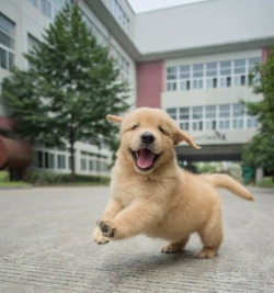 aww-so-pretty:  Puppy 