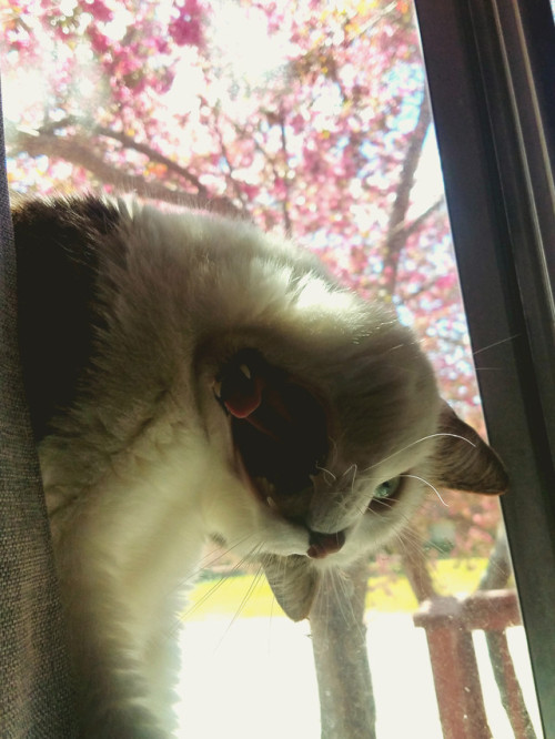 constantcaturday:Tried taking an artsy photo of my cat in the window…