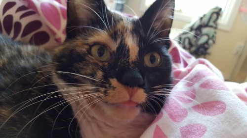 Blep(submitted by @poploppege)