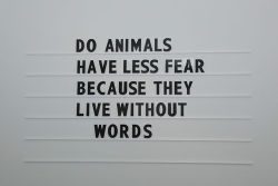 boyirl:  “do animals have less fear