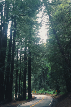 leaberphotos:  Forest Road