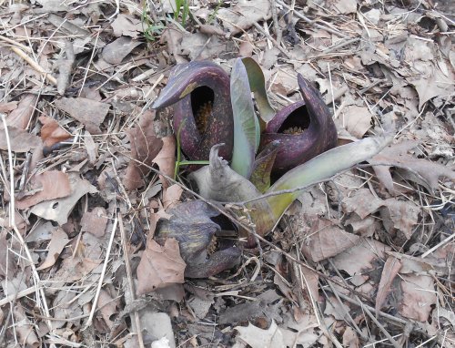 Skunk cabbage at Slippery Rock, 3/31/2022