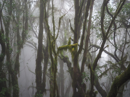 90377:La Gomera Wandern by Stefan Selle