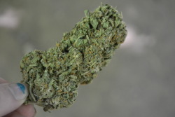 thc-princesss:  a pretty dense nug of OG