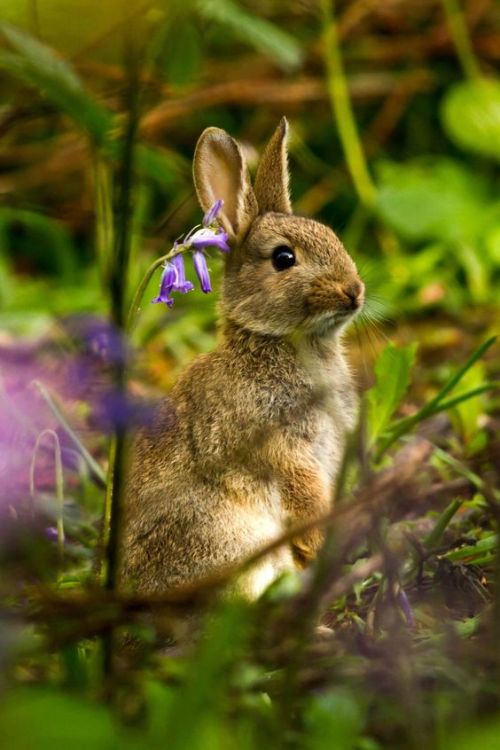 afairyheart: Rabbit in the bluebells by Dulcie Fairweather