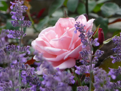 djferreira224:  Lavender and rose by libra1054