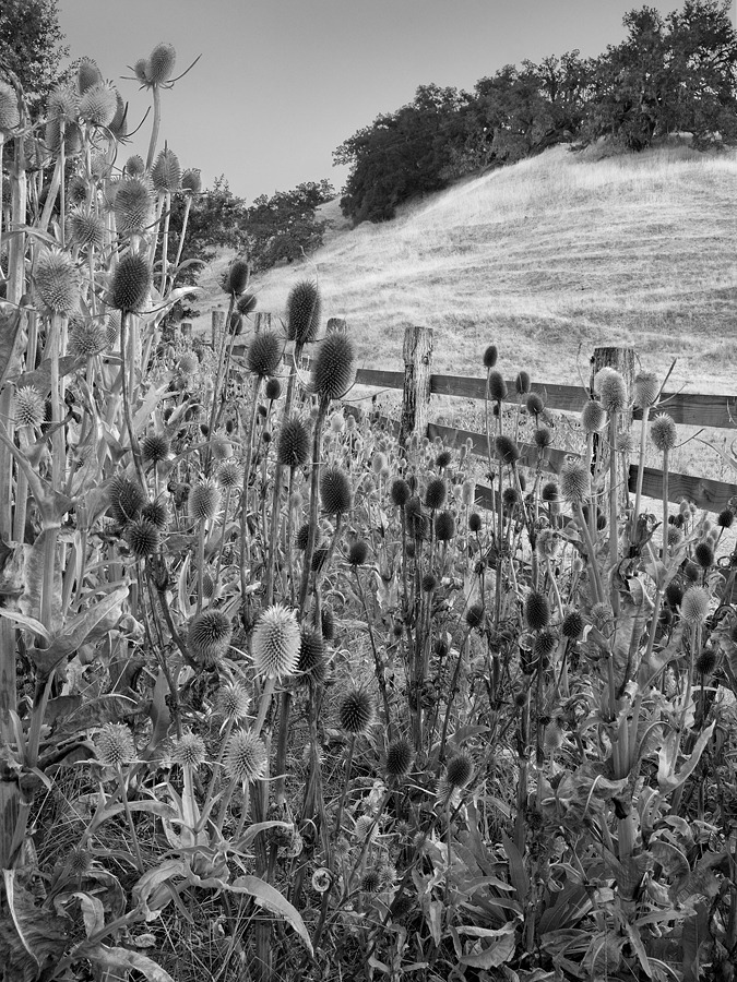 “Babies Bottle Brushes” By: Mark Geistweite