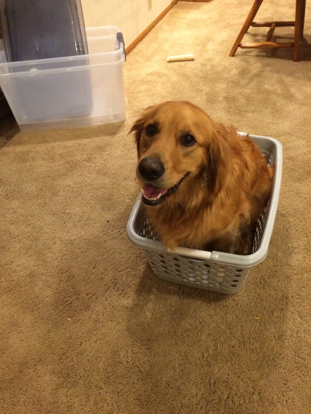 ellsari: My bro has the cutest dog. I don’t know why she’s in the laundry basket