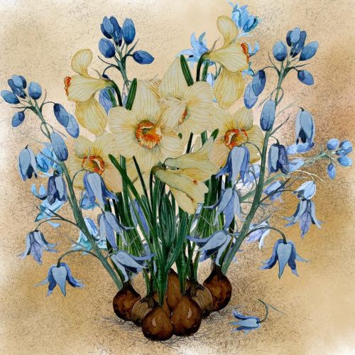 Last of the narcissus, plus bluebells. Day 4 & 5 of flower month challenge daffodils & Engli
