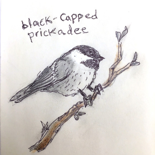 Black-capped PrickadeeA lot of people consider this bird cute. Whatever. They are curious and have a