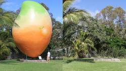 littleshopofhoruss:  portulas:  thefaceofbro:  Ten metre tall mango stolen overnight from a town in Queensland, Australia.  its mangone now  i cant believe they mangot away with it