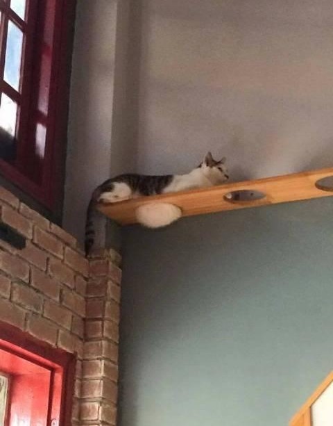 612l:mood board: pictures of cats i have saved on my phonepart 4
