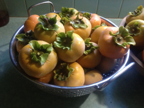 sad-jew-with-cake:persimmons aka more weird apples for weedsThese apples are EXTREMELY weird.