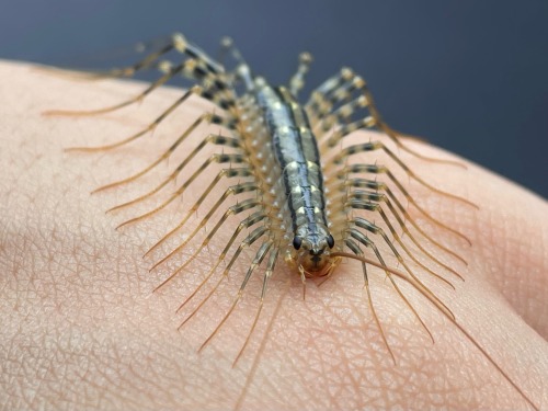 Scutigera Coleoptrata, The Mediterranean House Centipede. The Cellar Angels, Metameric Deities Of The