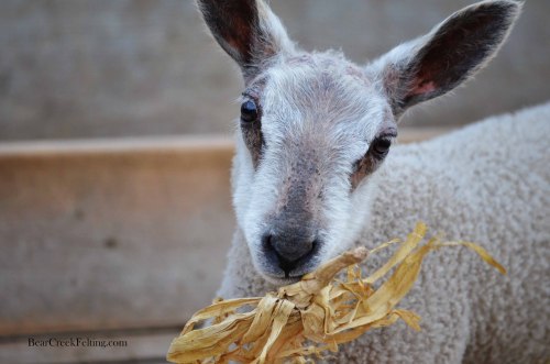 bearcreekfelting:Baby Lambs at the Bear Creek Ranch