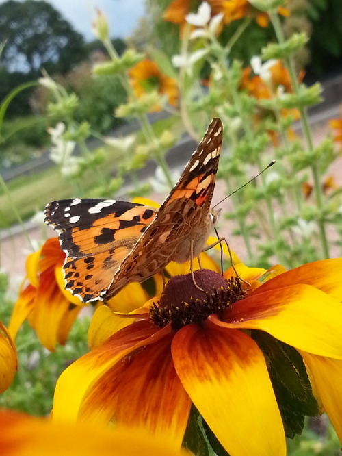 An European peacock, painted lady and beebles from Kaisaniemi Botanical Garden today