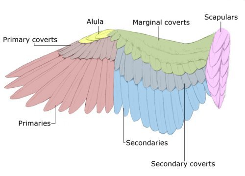 Some useful references i found. Might as well share them! Bird wings are intimidating to try and draw correctly when you don’t understand how they’re put together… But they’re actually not that complicated. Once you understand