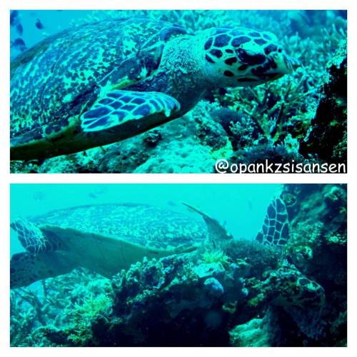 Mr . turtles looking for snacks #kebonsayur #labuanbajo #cndive #komodo #flores #ntt #indonesia #scu