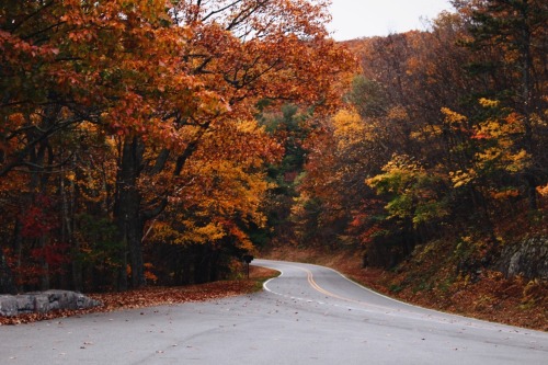 his-desert-rose: // roads of autumn glory porn pictures