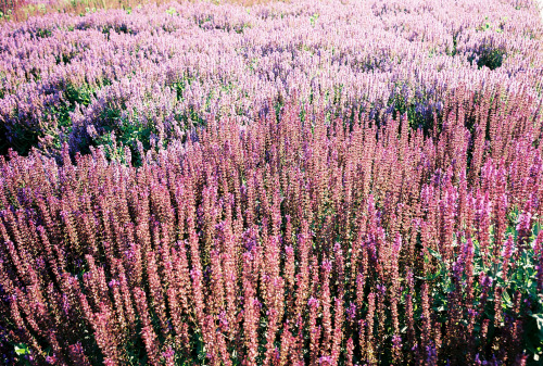 Lavender in Chicago’s Lurie Gardens {Ricoh GR1 and Kodak Ektar 100}